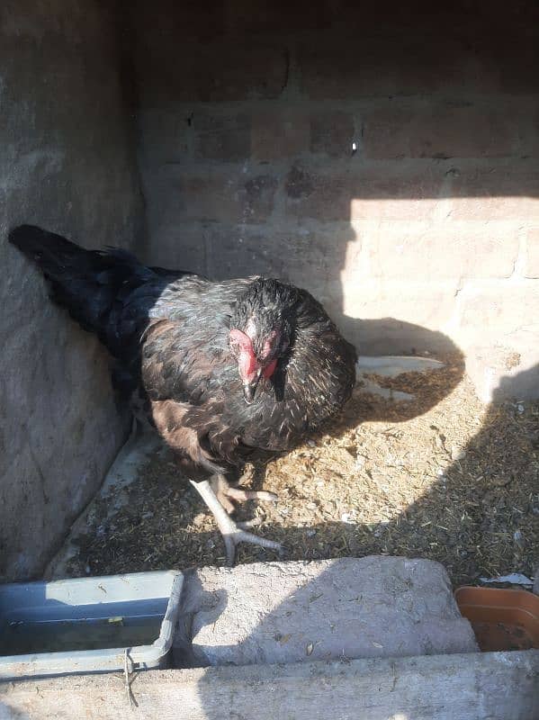 Desi Egg Laying hen 3