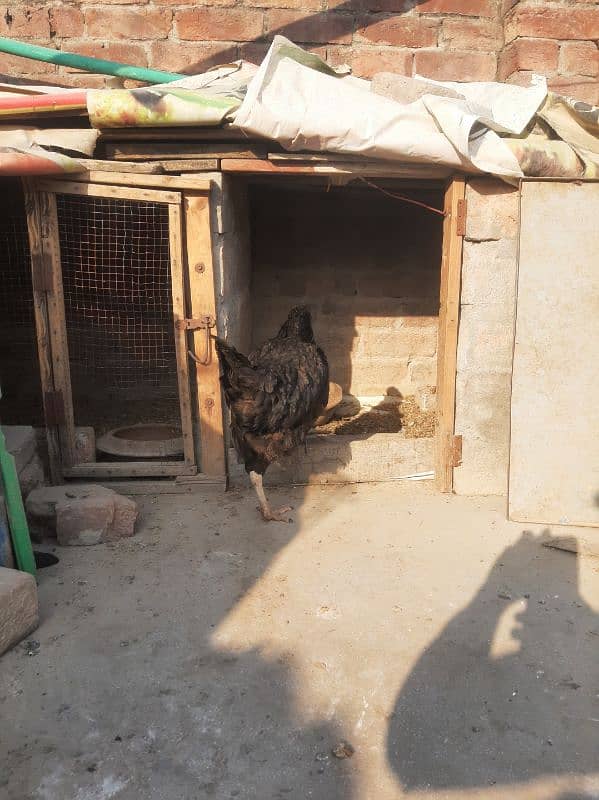 Desi Egg Laying hen 4