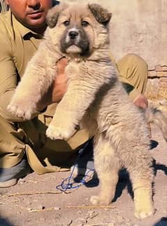 pure afghan kuchi male available forsale