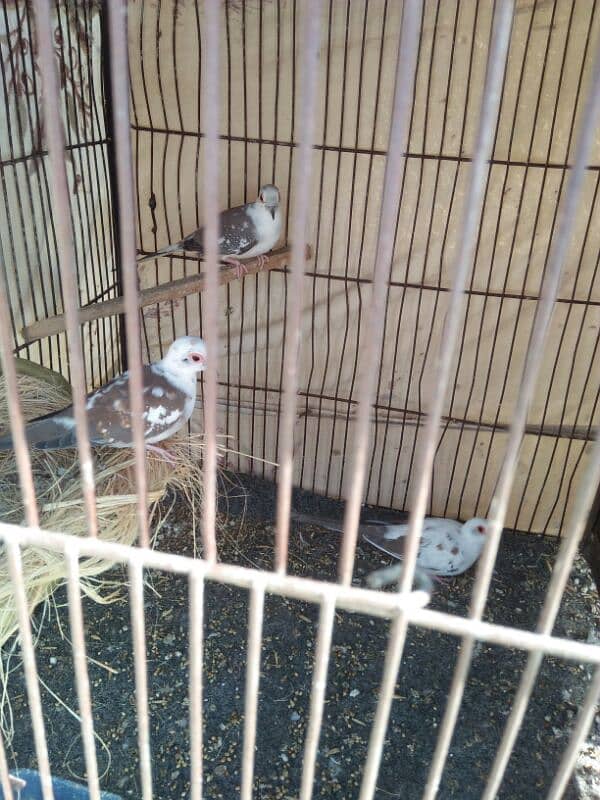 doves 2