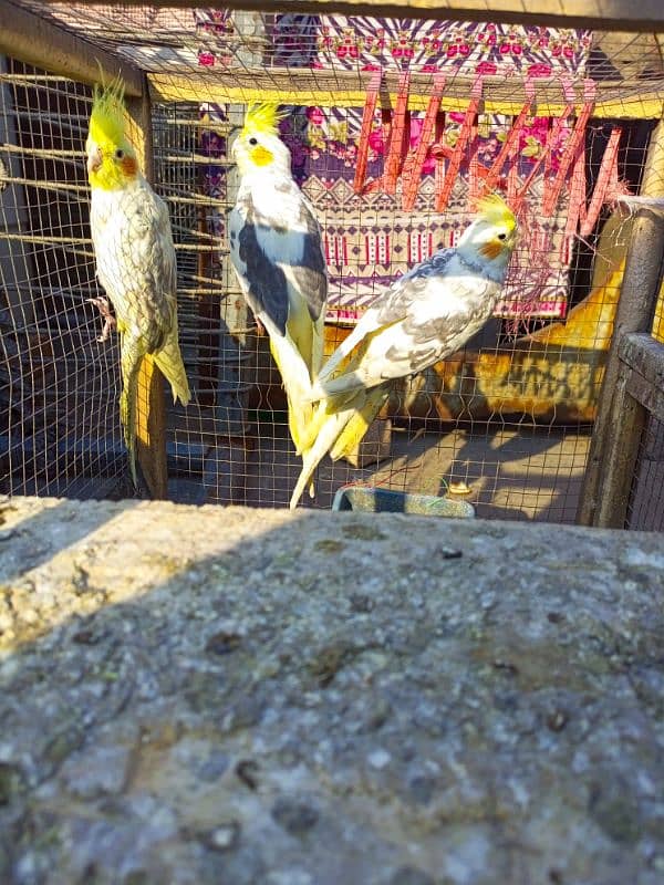 cocktails and budgies for sale 0