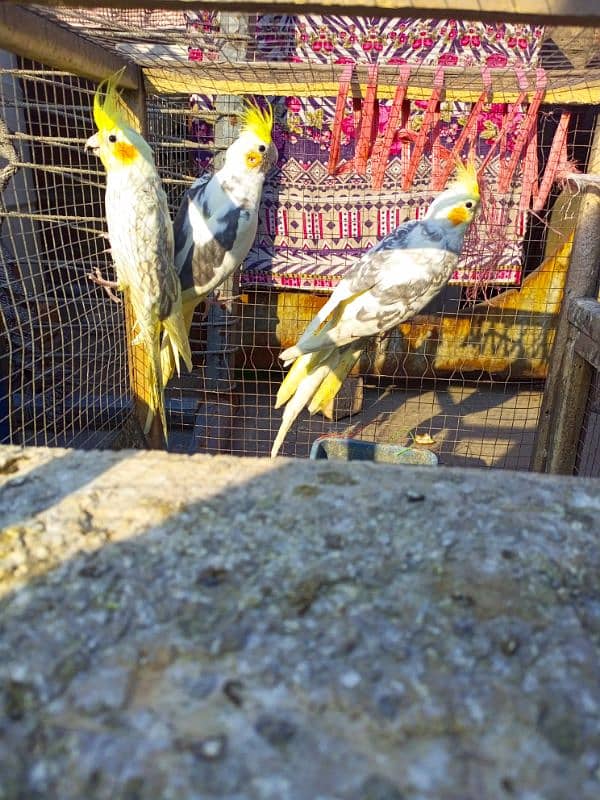 cocktails and budgies for sale 1