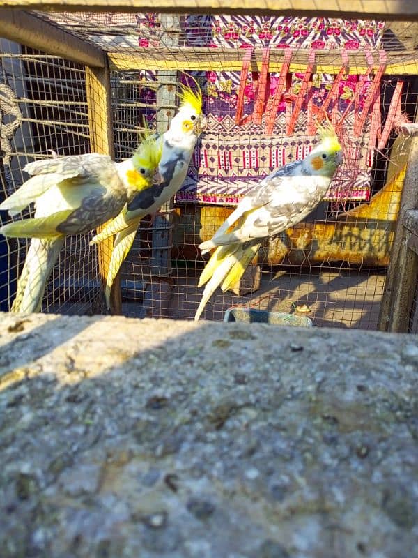 cocktails and budgies for sale 2