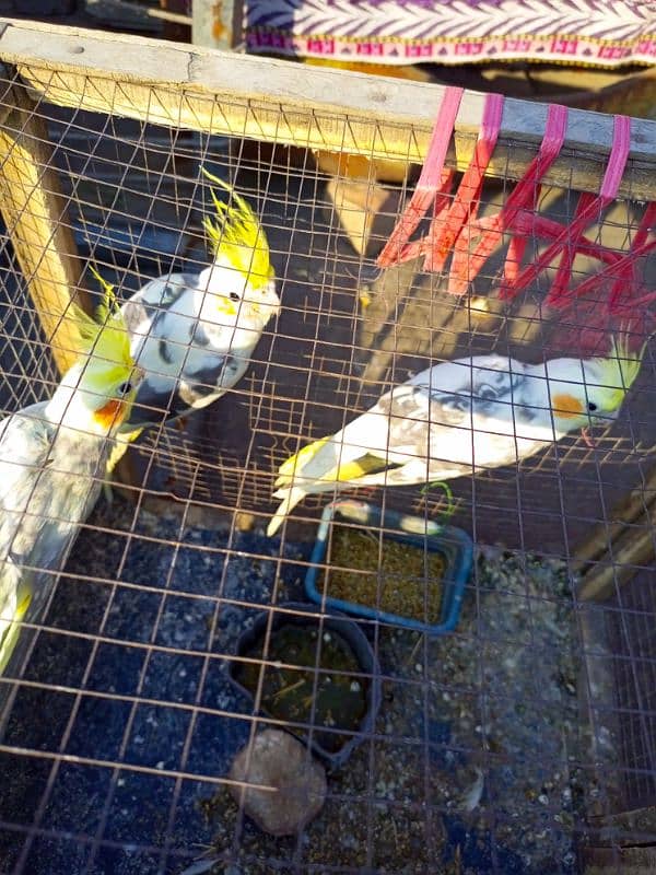 cocktails and budgies for sale 3