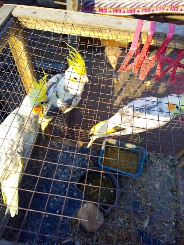 cocktails and budgies for sale 4