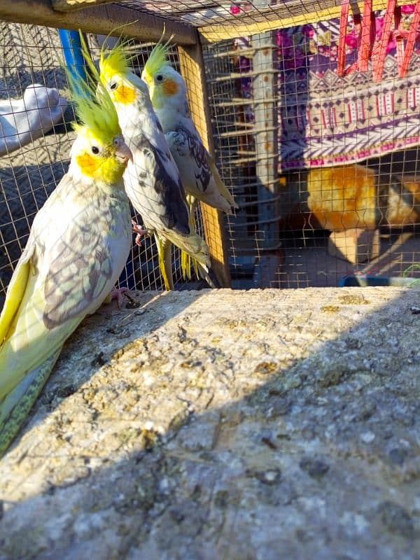 cocktails and budgies for sale 5