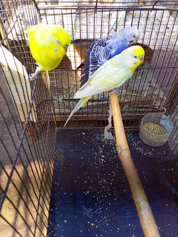 cocktails and budgies for sale 6