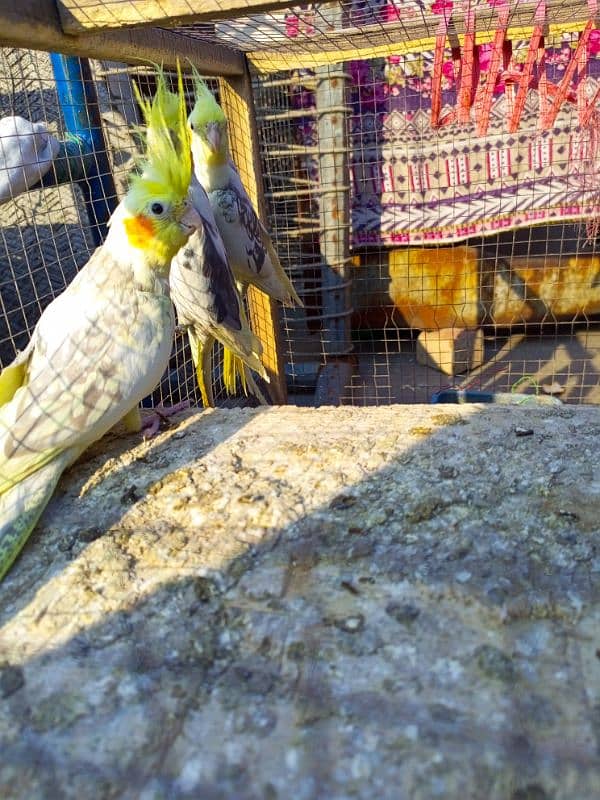 cocktails and budgies for sale 8