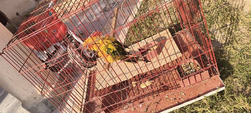 Sun conure parrot 2