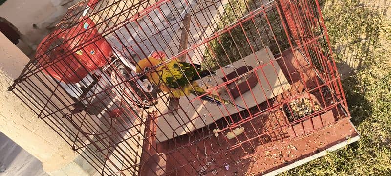 Sun conure parrot 3