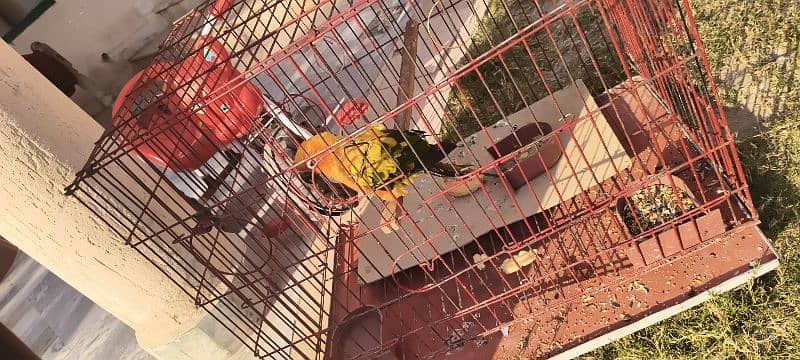 Sun conure parrot 4