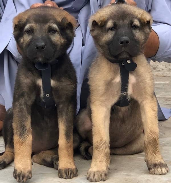 kurdish kangal pair security dogs 2 months for sale 0