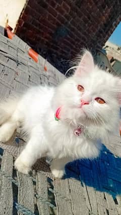 Persian cat