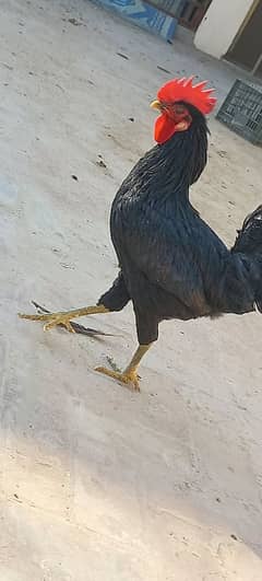 australorp/australop