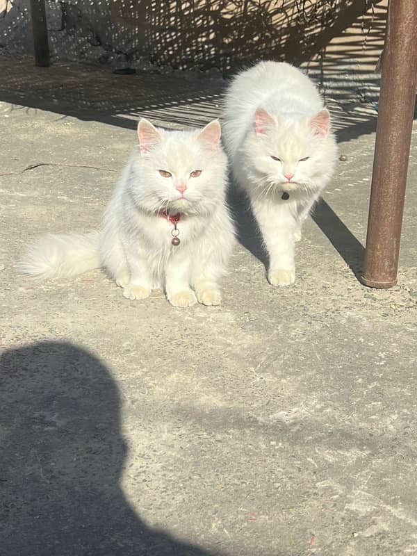 3 persian cat 1