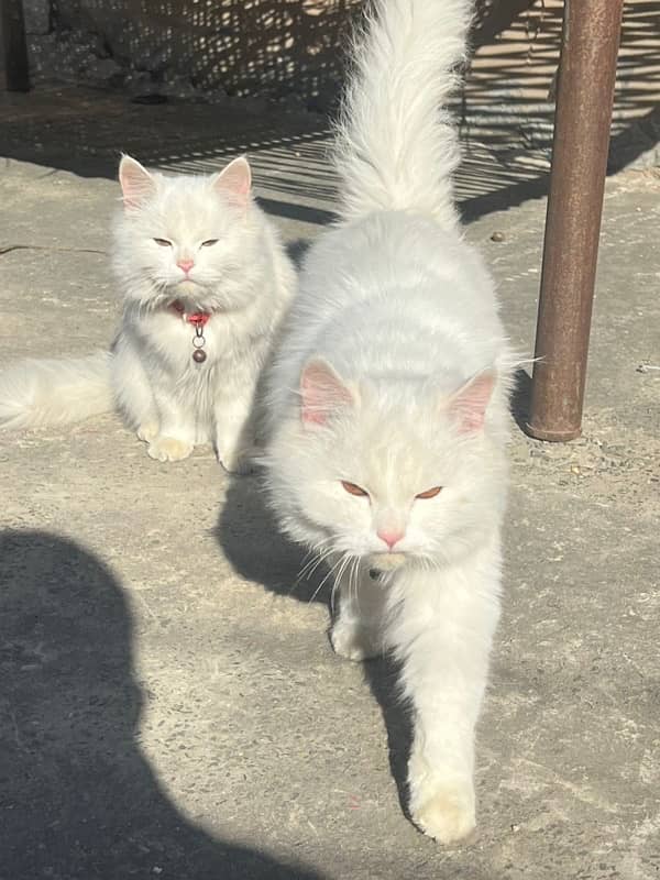 3 persian cat 2