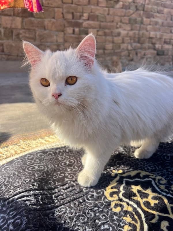 3 persian cat 3