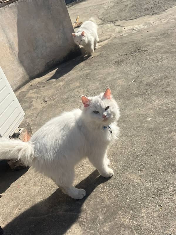 3 persian cat 4