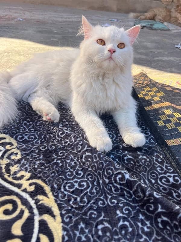 3 persian cat 5