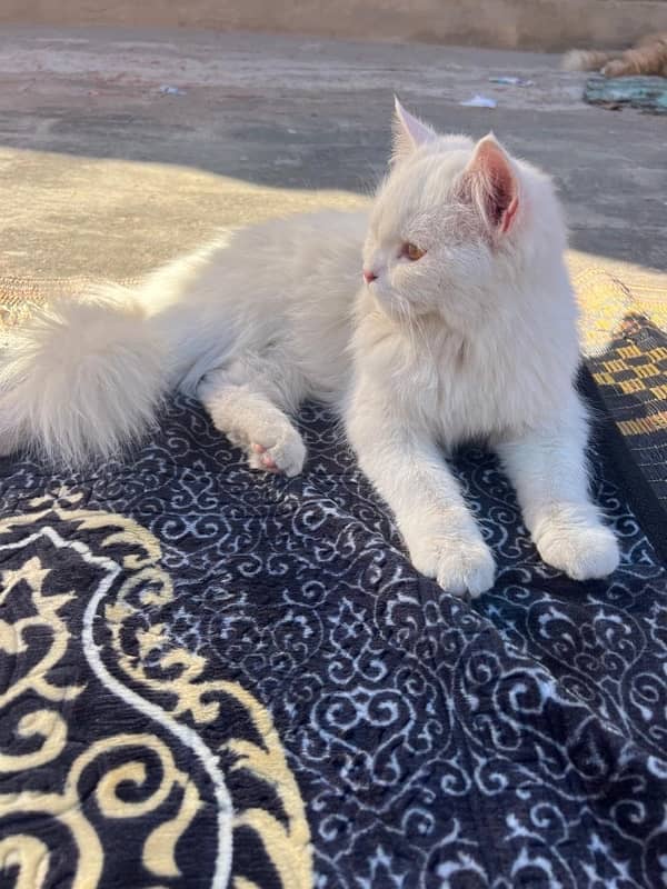 3 persian cat 6