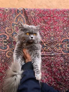 Persian cat