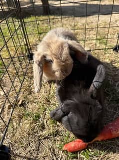 Holland Lop - Bunny | Rabbits Pair