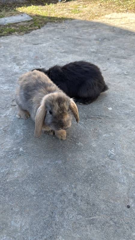 Holland Lop - Bunny | Rabbits Pair 1