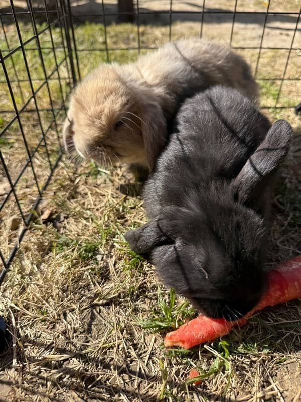 Holland Lop - Bunny | Rabbits Pair 2