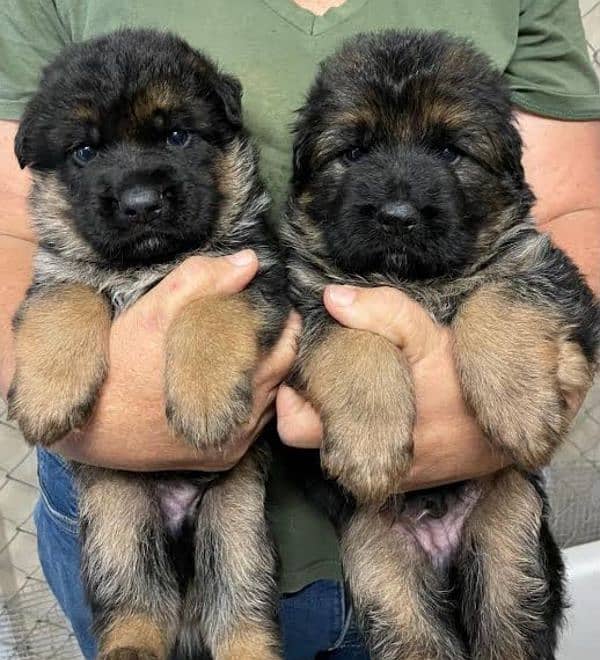 German shepherd puppies available 0