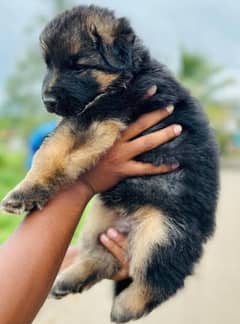 German shepherd puppies available