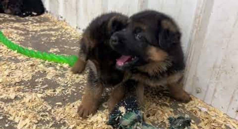 German shepherd puppies available 2