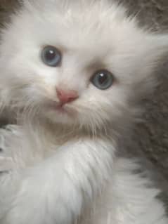 Persian kittens 50 days