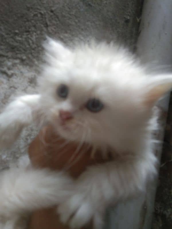 Persian kittens 50 days 1