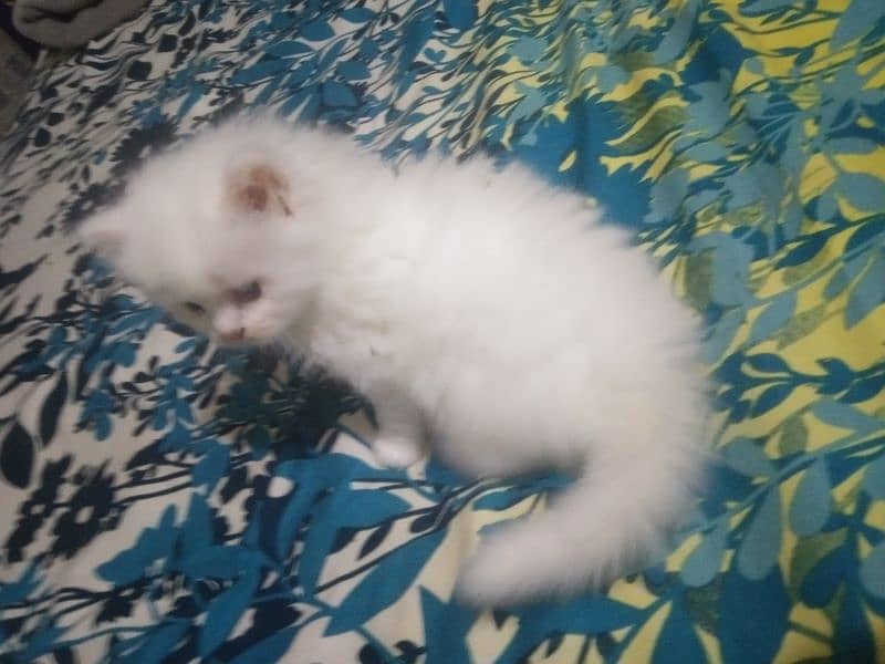 Persian kittens 50 days 2