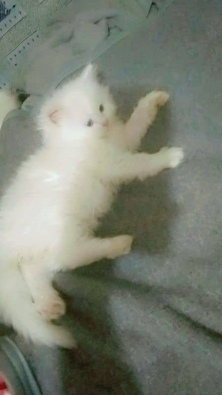 Persian kittens 50 days 3