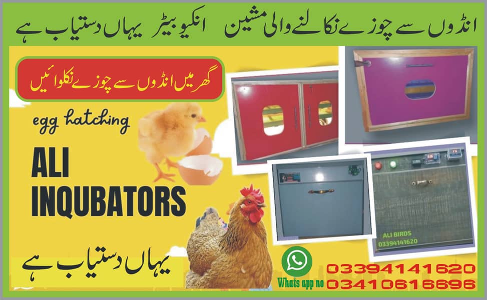 inqubator & brooders machine    علی انکیوبیٹر اینڈ بروڈرز 2