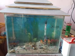 goldfish and aquarium for sale