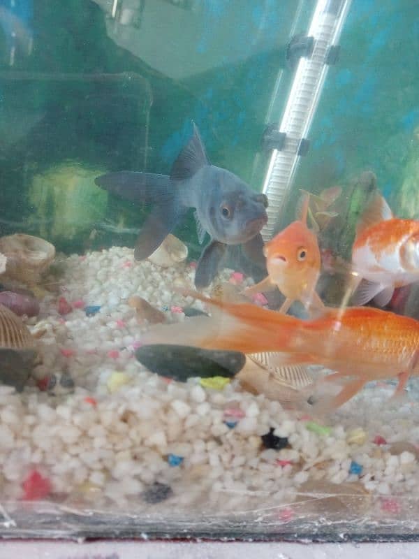 goldfish and aquarium for sale 1