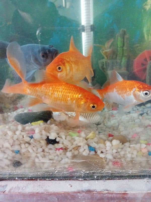 goldfish and aquarium for sale 2