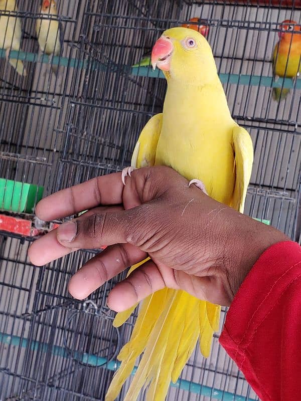 yellow ringneck 0