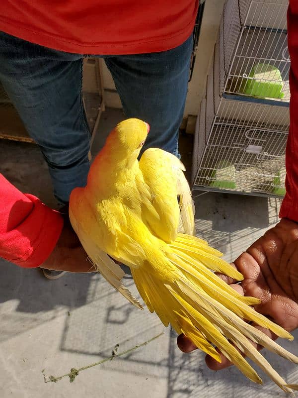 yellow ringneck 1