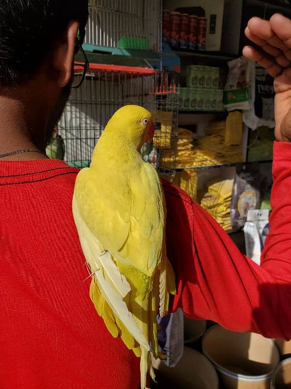 yellow ringneck 2