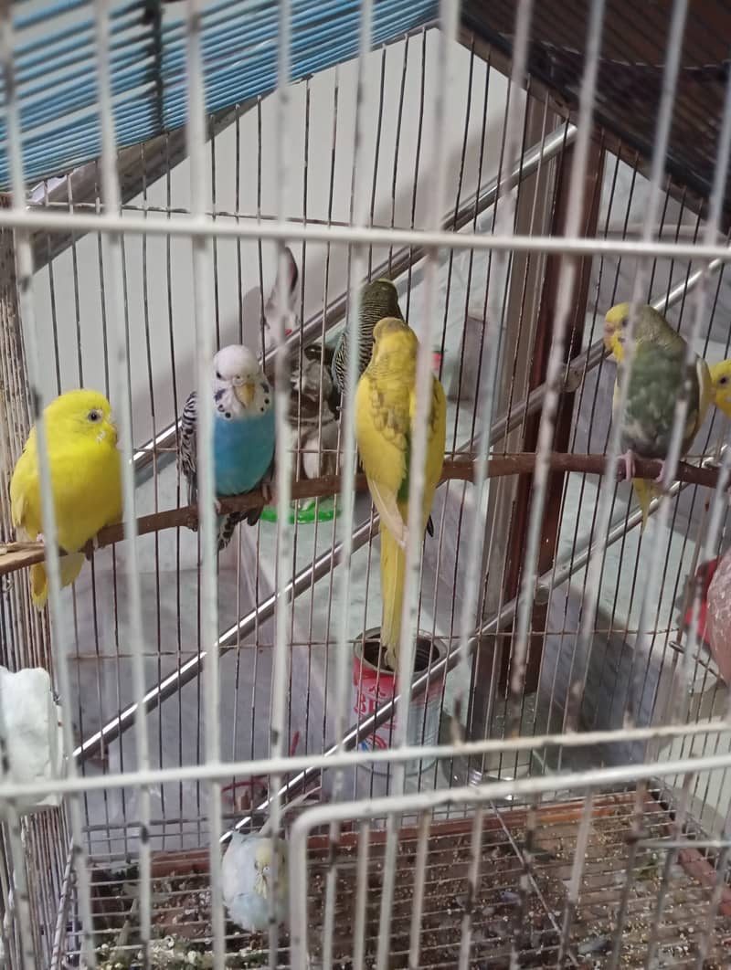 Budgies, 2 pairs and 3 females 6 to 8 months of age 0