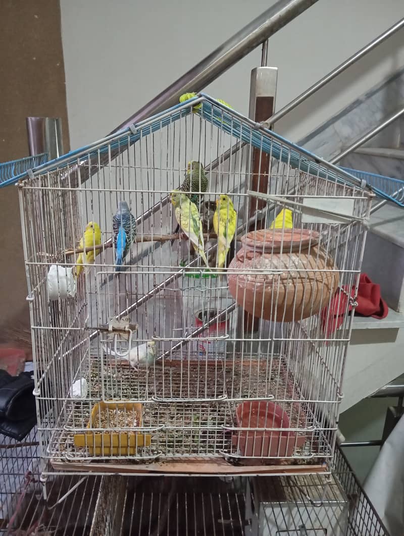 Budgies, 2 pairs and 3 females 6 to 8 months of age 1