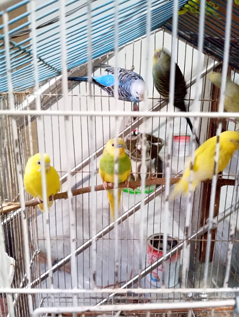 Budgies, 2 pairs and 3 females 6 to 8 months of age 4