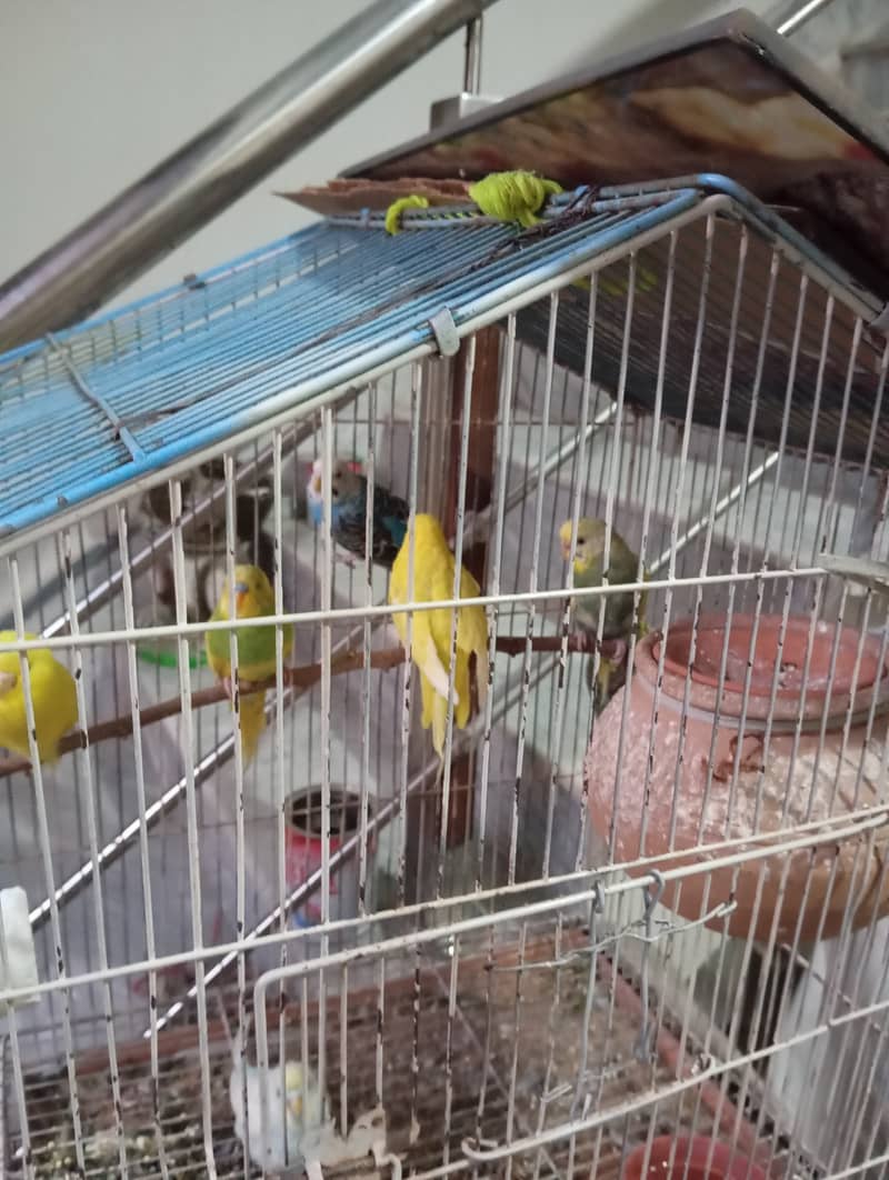 Budgies, 2 pairs and 3 females 6 to 8 months of age 6