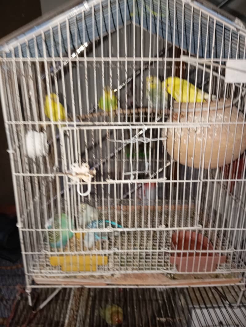 Budgies, 2 pairs and 3 females 6 to 8 months of age 8