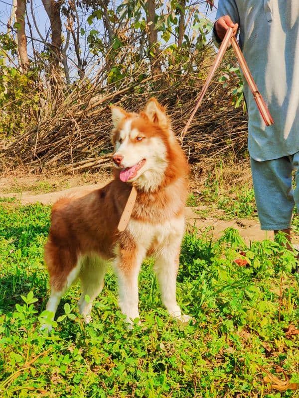 Original Siberian Husky Brown Color Wooly Coat  Vaccinated 03167714278 1