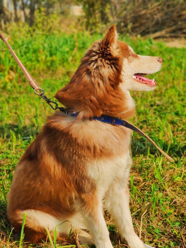 Original Siberian Husky Brown Color Wooly Coat  Vaccinated 03167714278 2