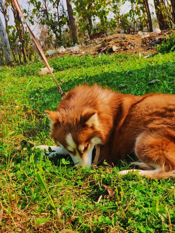 Original Siberian Husky Brown Color Wooly Coat  Vaccinated 03167714278 4